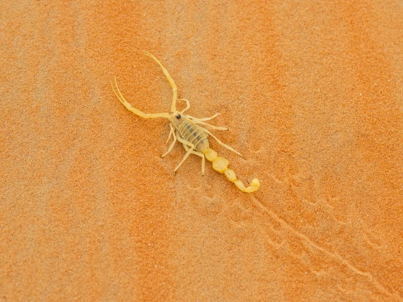 Mediterranean Yellow Scorpion
