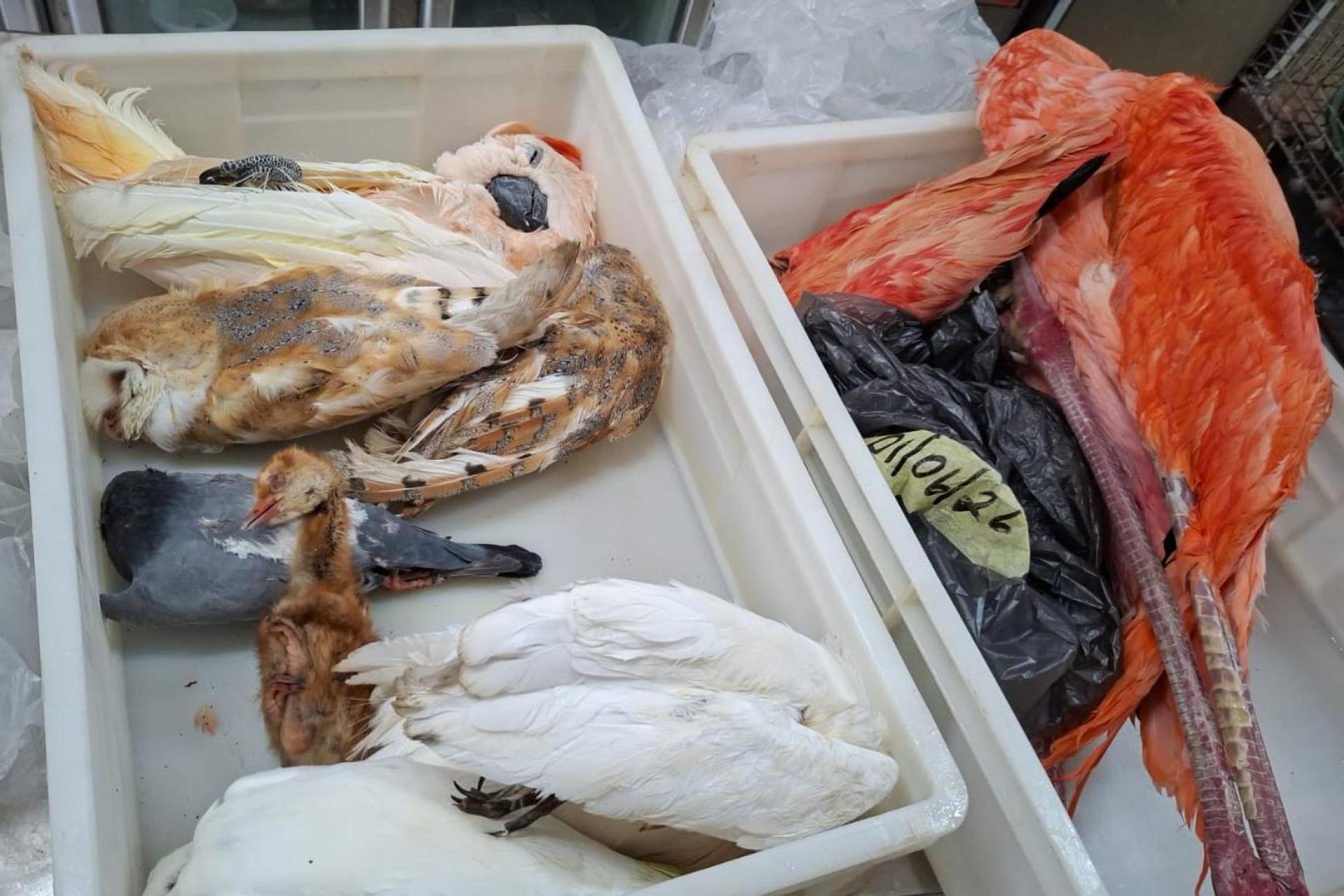 The sanctuary lost a number of birds to the explosion. Photo: Bird Park Malta.